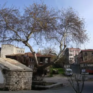 Çatalca Parke ustası